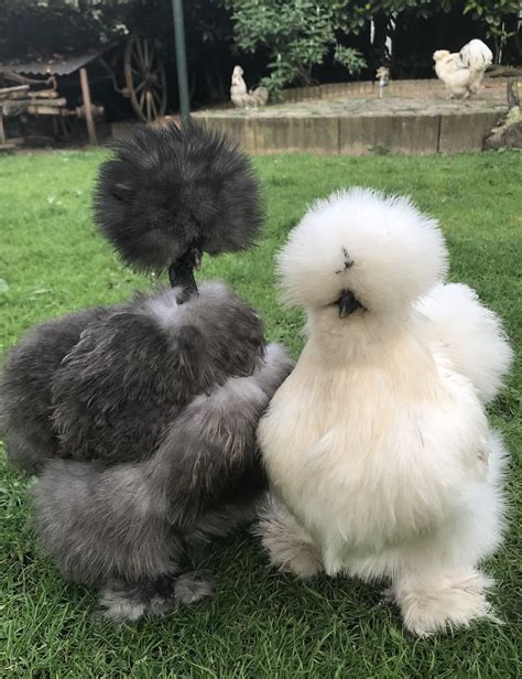 showgirl silkie chickens|Showgirl Silkies for Sale 